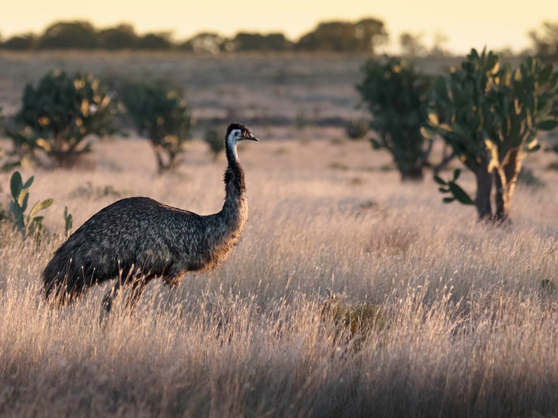 Emu - Hayley Alexander