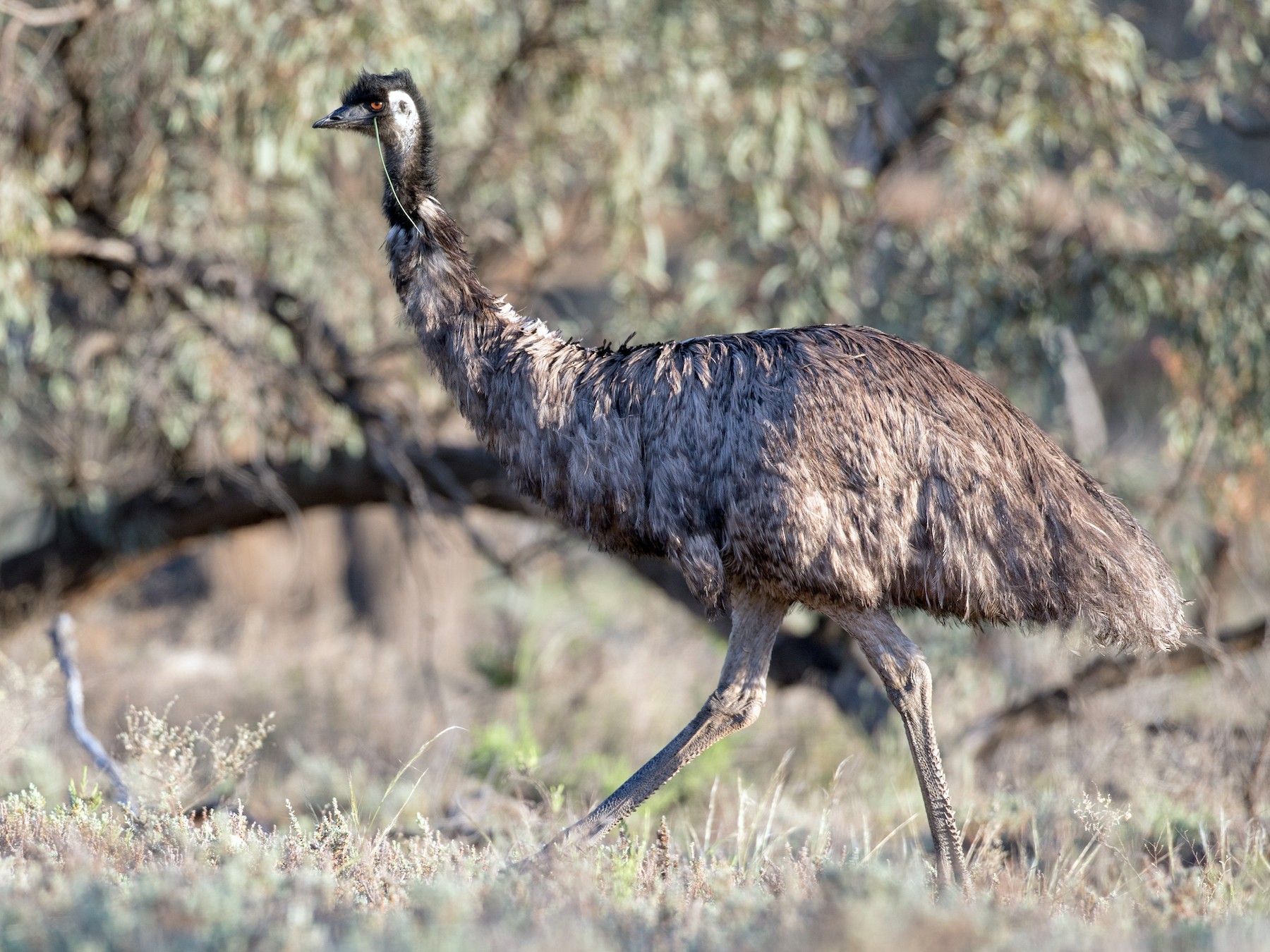Emu - Ian Davies