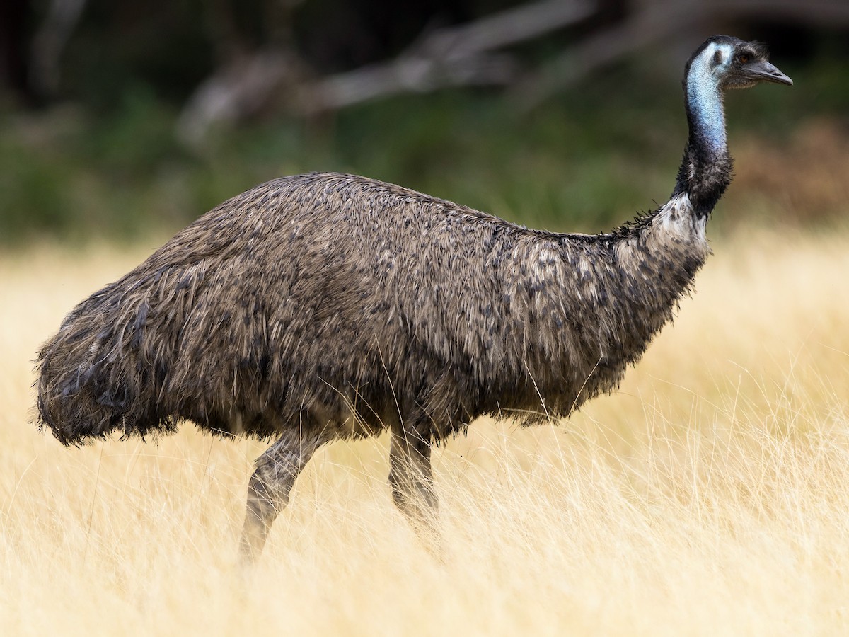 Emu Ebird