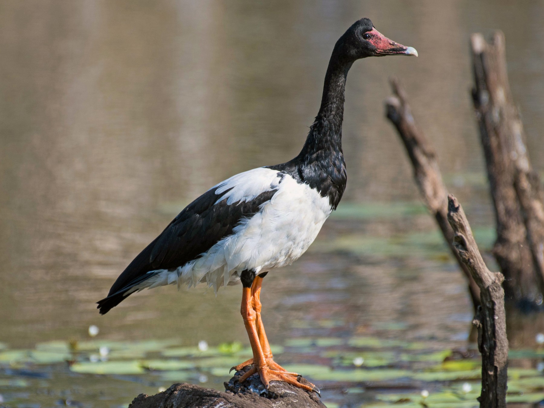 Magpie Goose - Terence Alexander