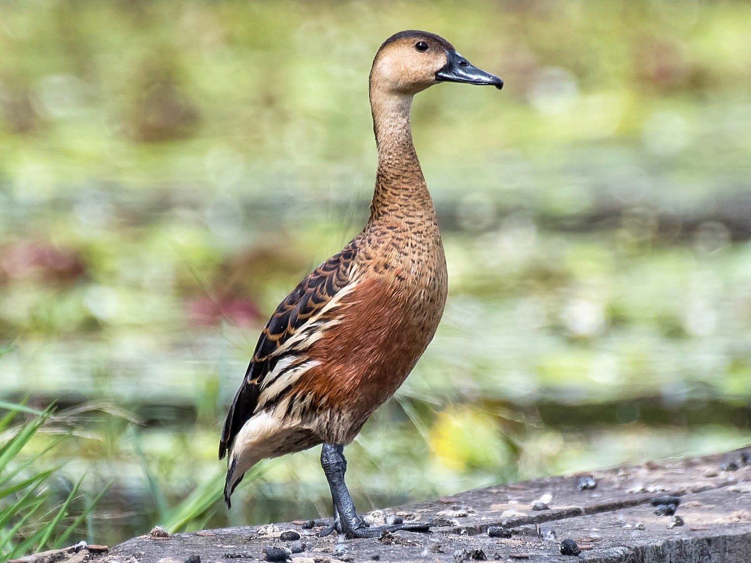 Wandering Whistling-Duck - Terence Alexander