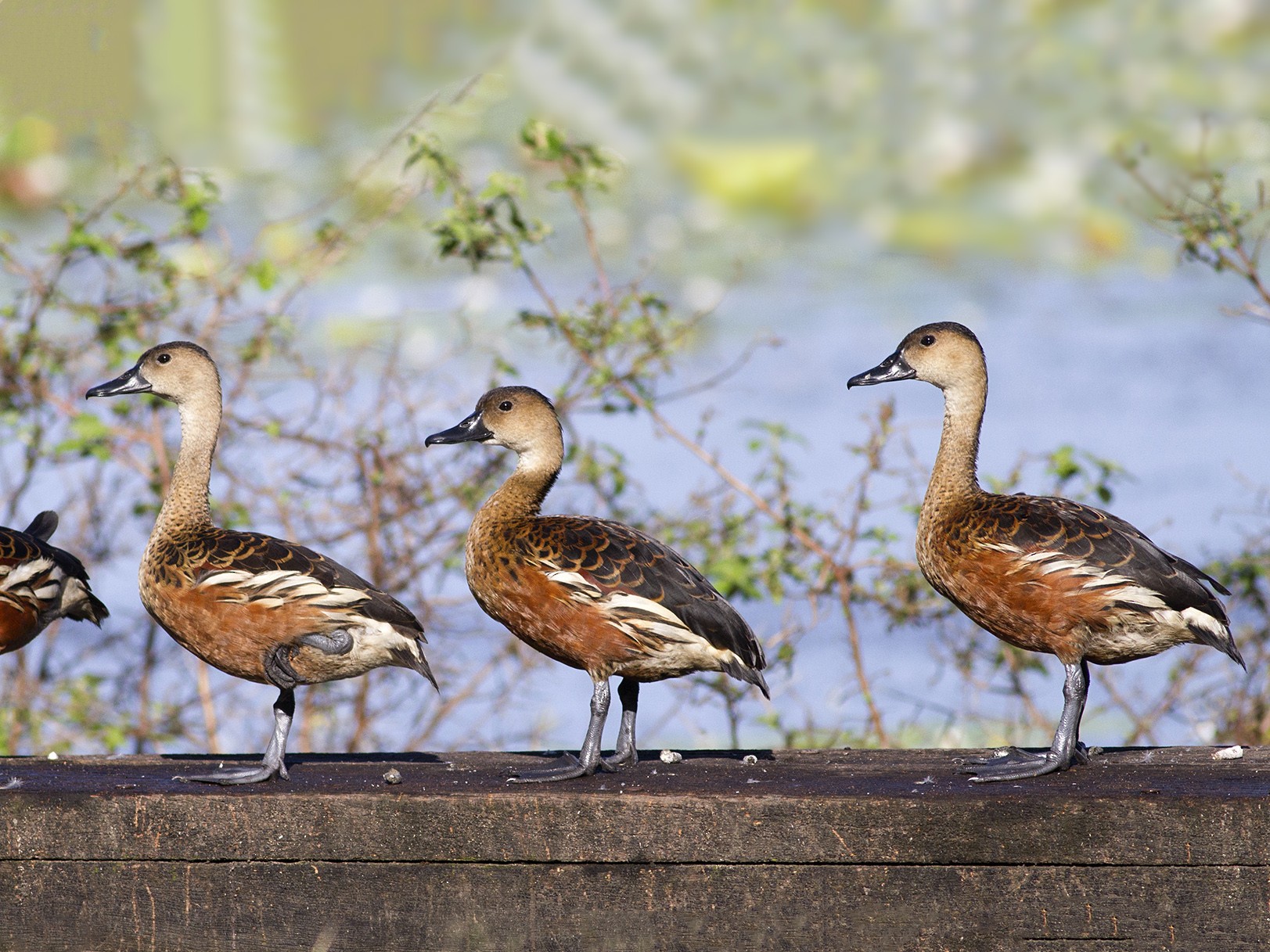 wandering whistling duck call