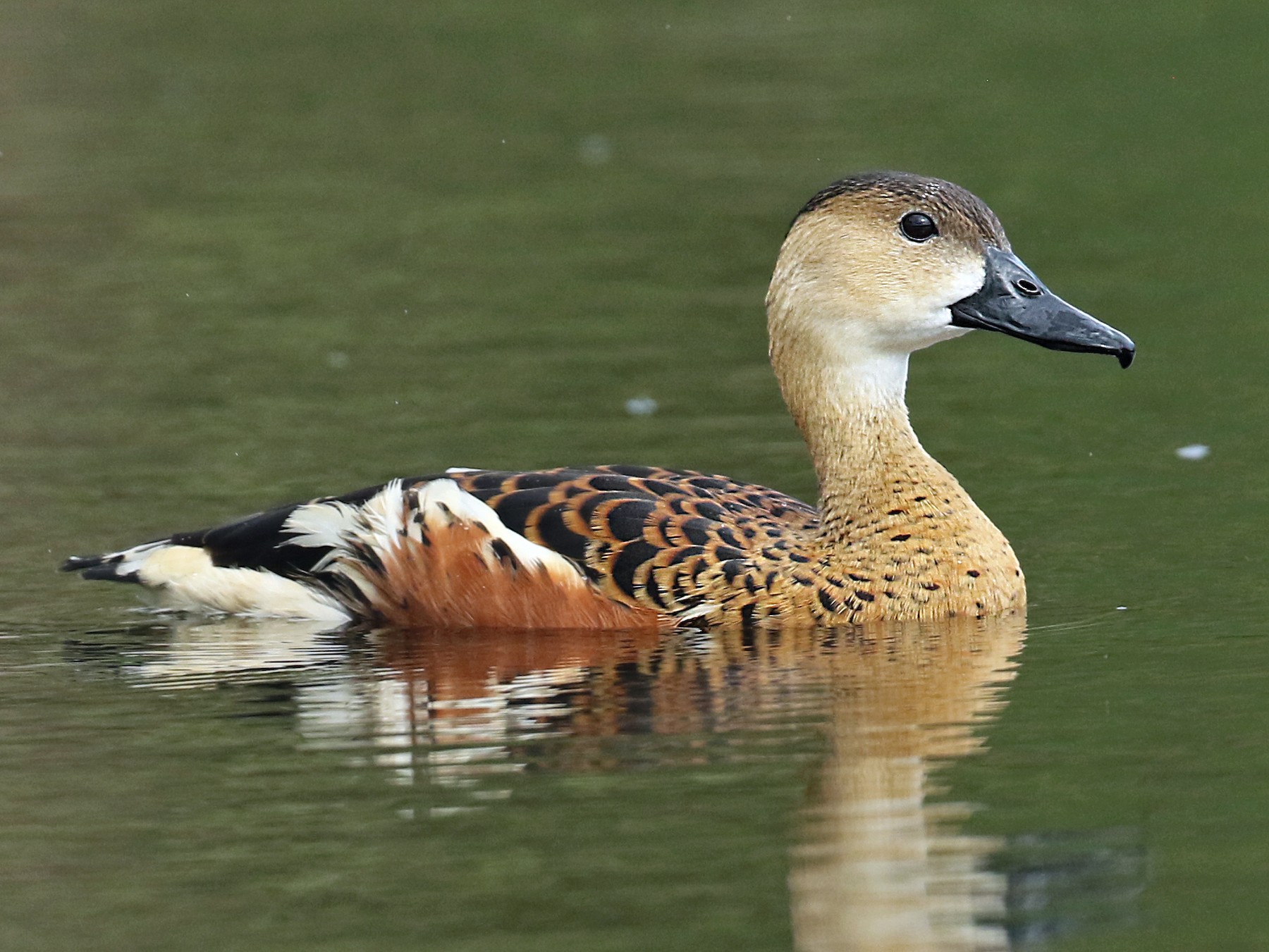 Wandering Whistling-Duck - Anonymous