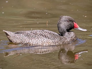  - Freckled Duck