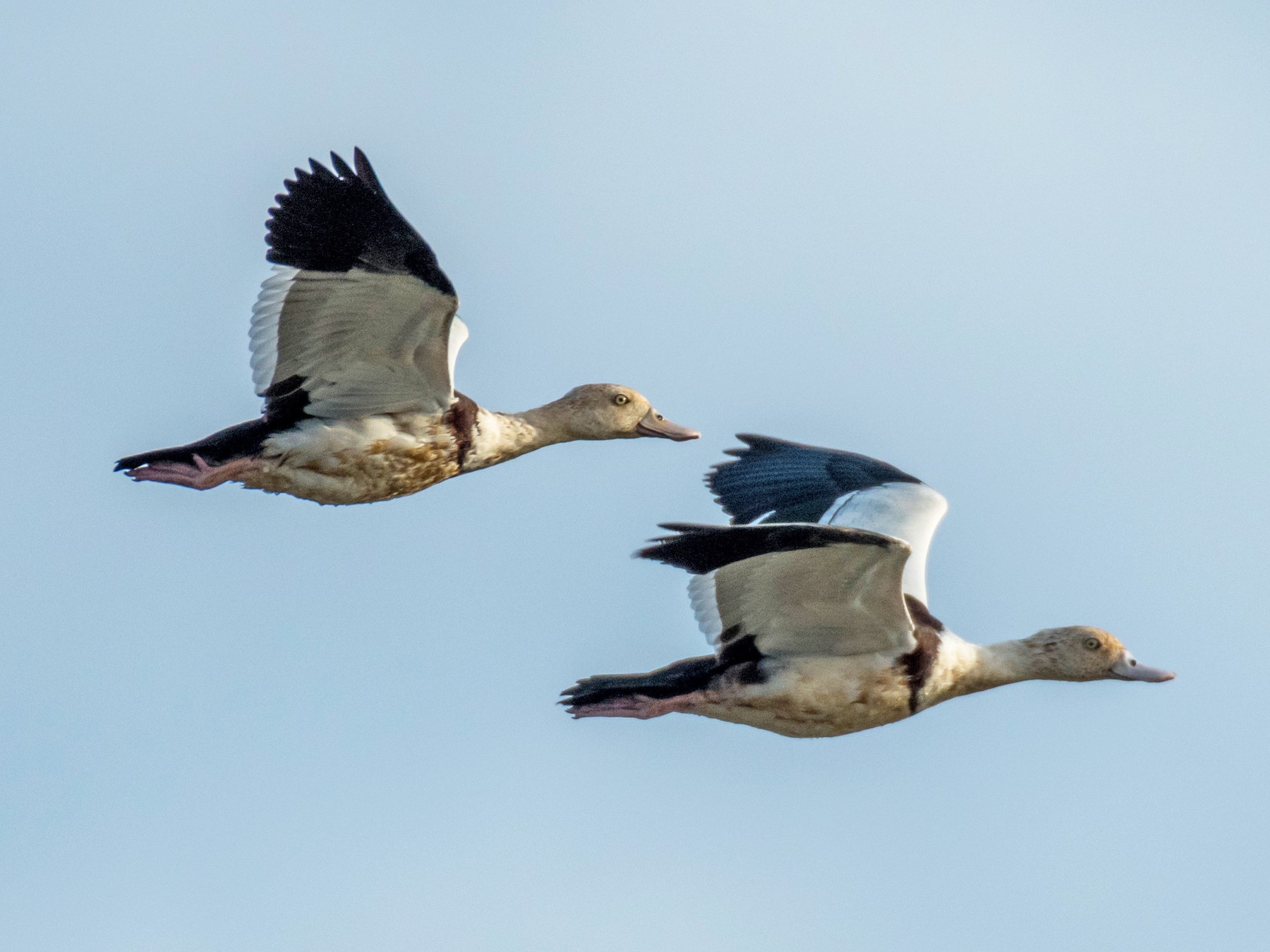 Radjah Shelduck - Raphaël Nussbaumer