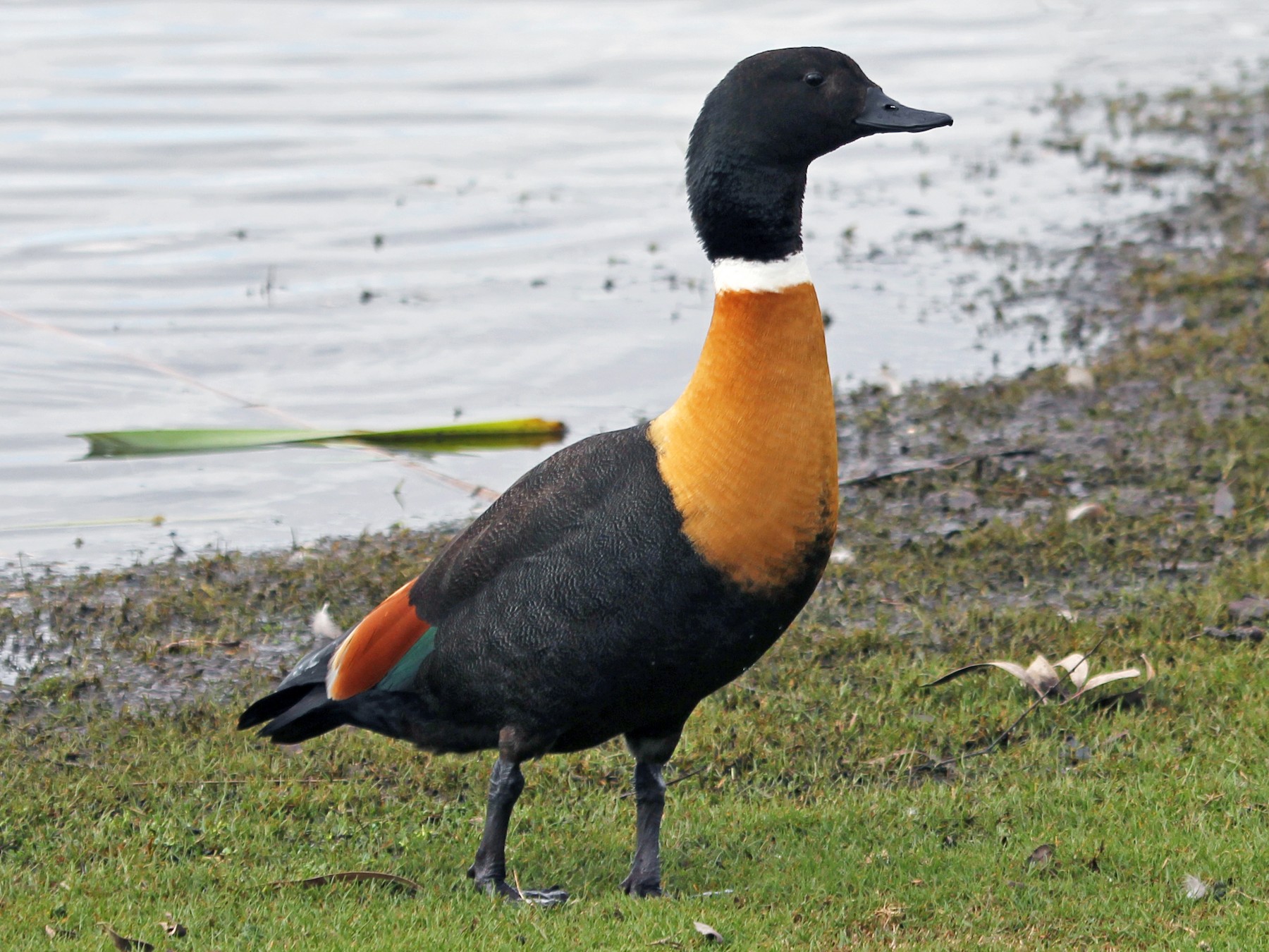 mountian duck