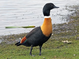  - Australian Shelduck