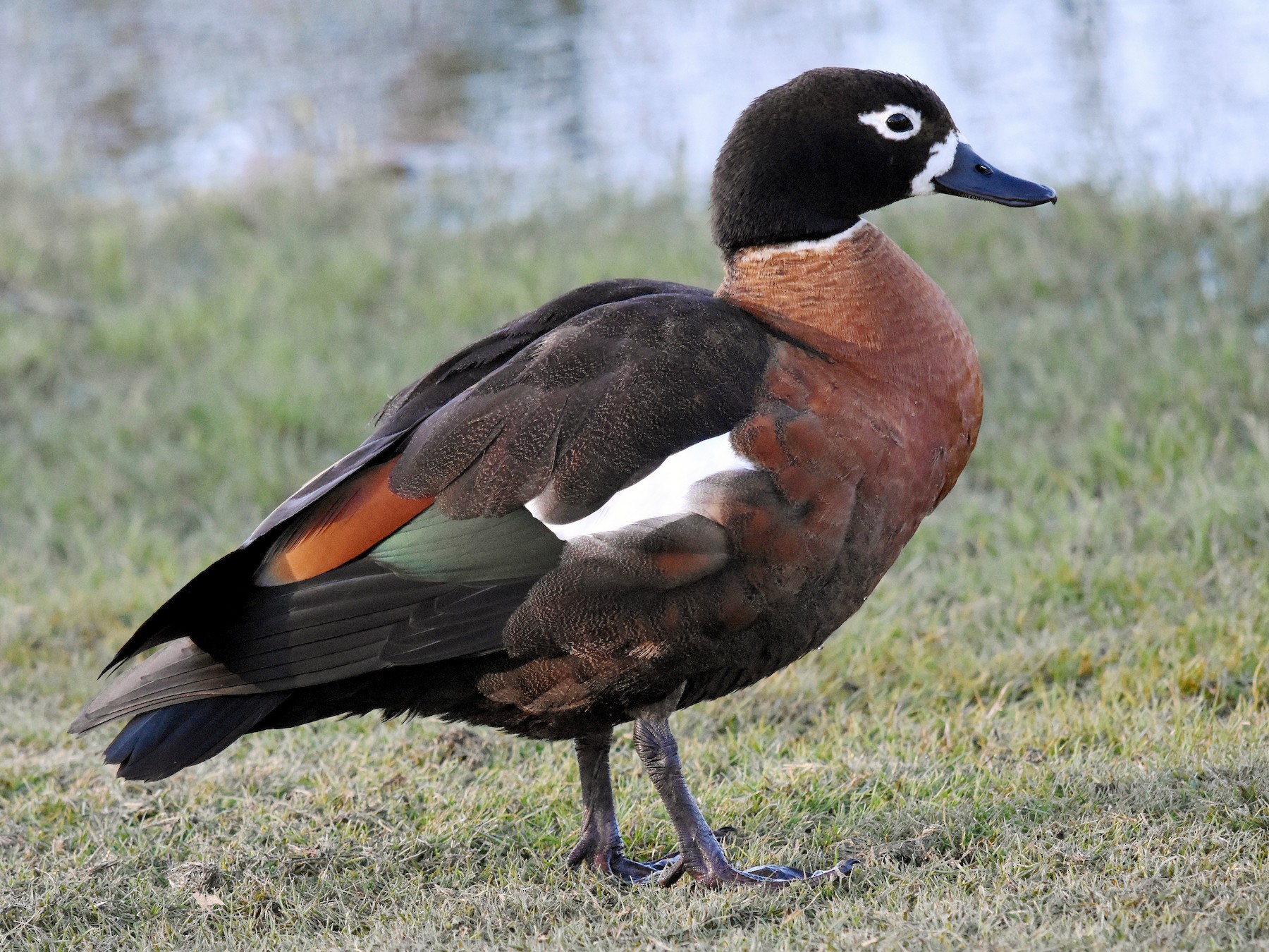 Australian Shelduck - Geoffrey Groom