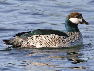  - Green Pygmy-Goose