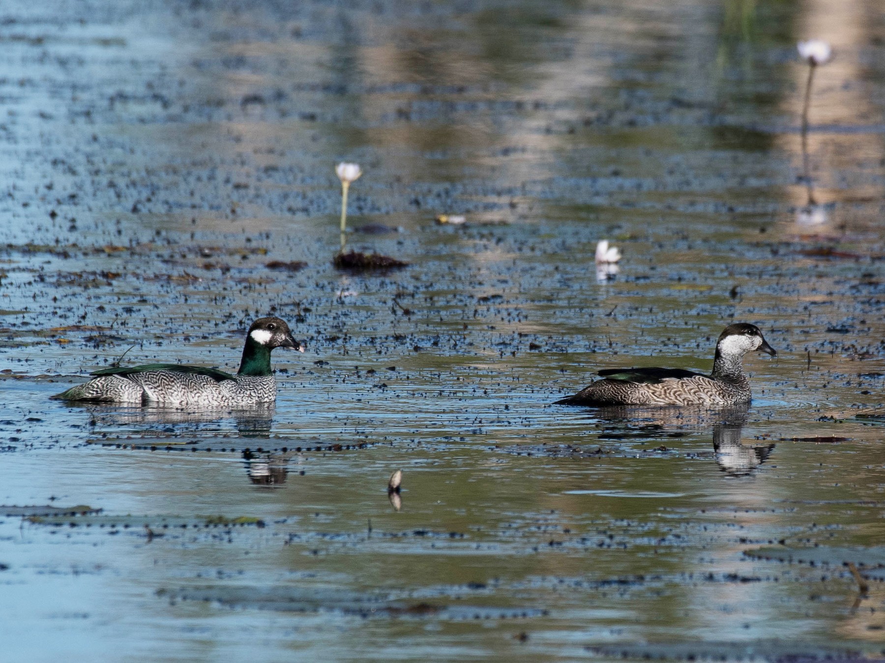 Green Pygmy-Goose - Terence Alexander