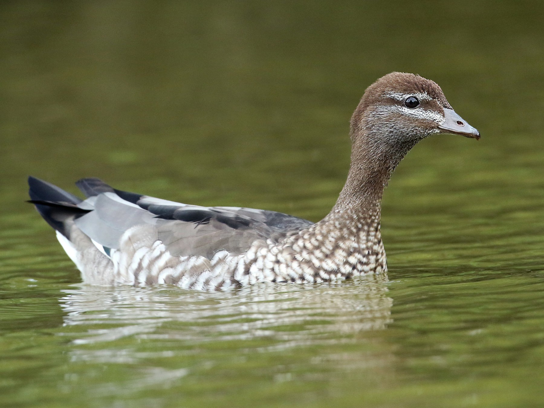 Maned Duck - Anonymous