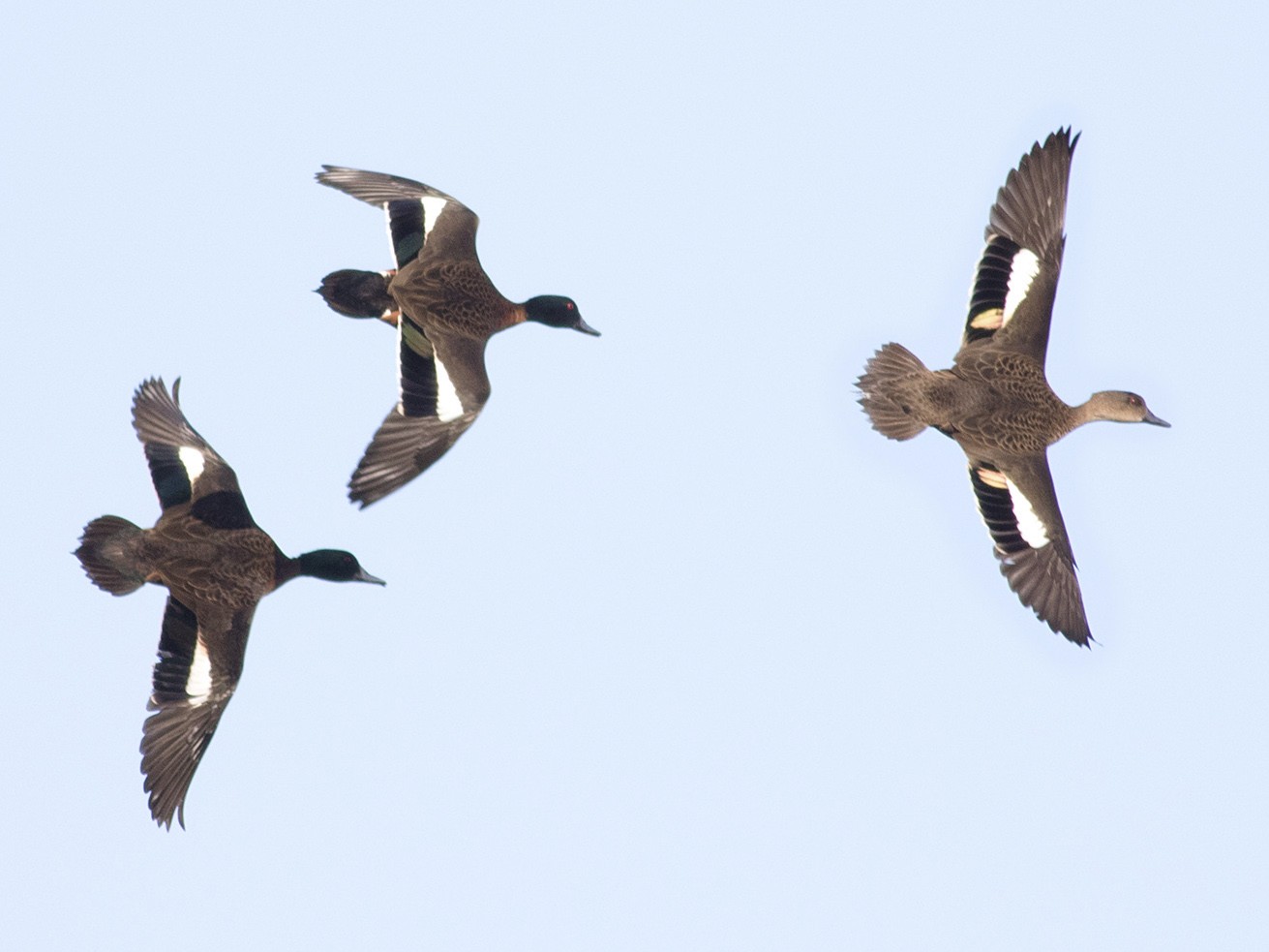 Chestnut Teal - Stephen Murray