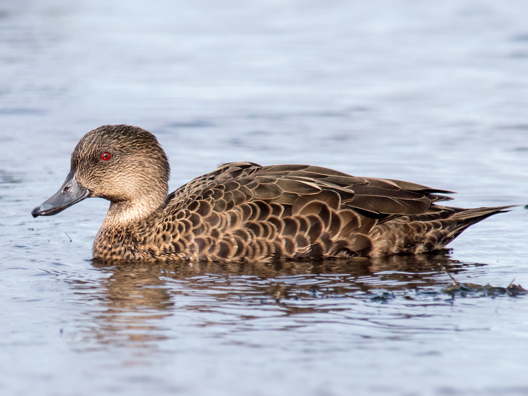 Chestnut Teal - Andrew Allen