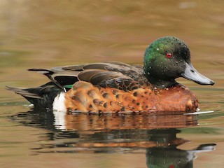  - Chestnut Teal