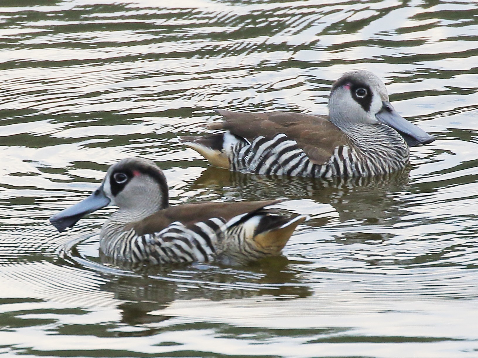 Pink-eared Duck - Michael Rutkowski