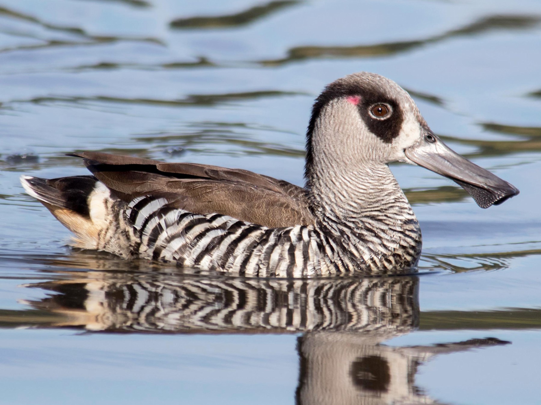 Pink-eared Duck - Andrew Allen