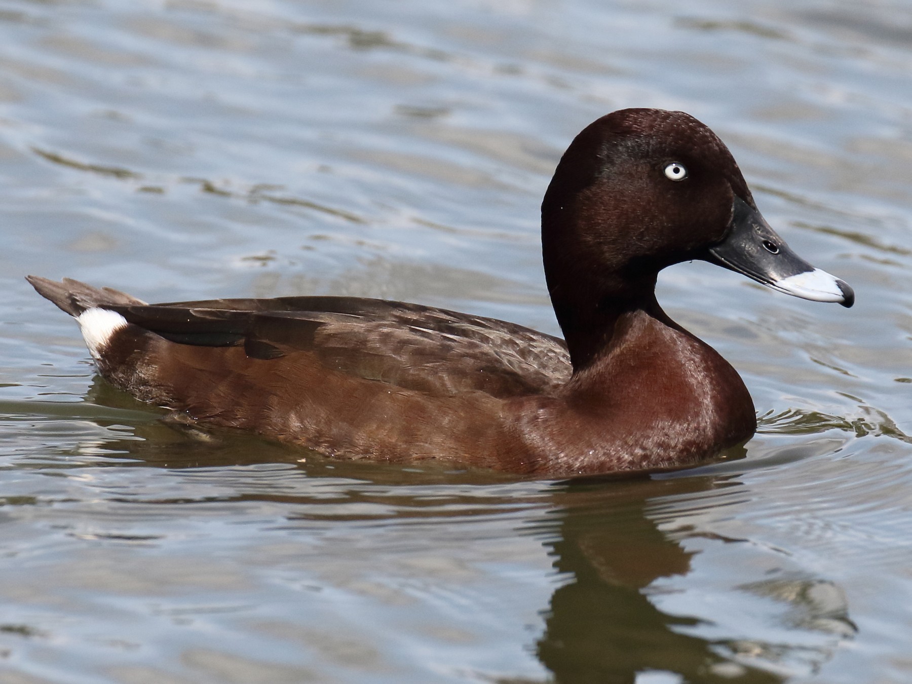 Hardhead Ebird