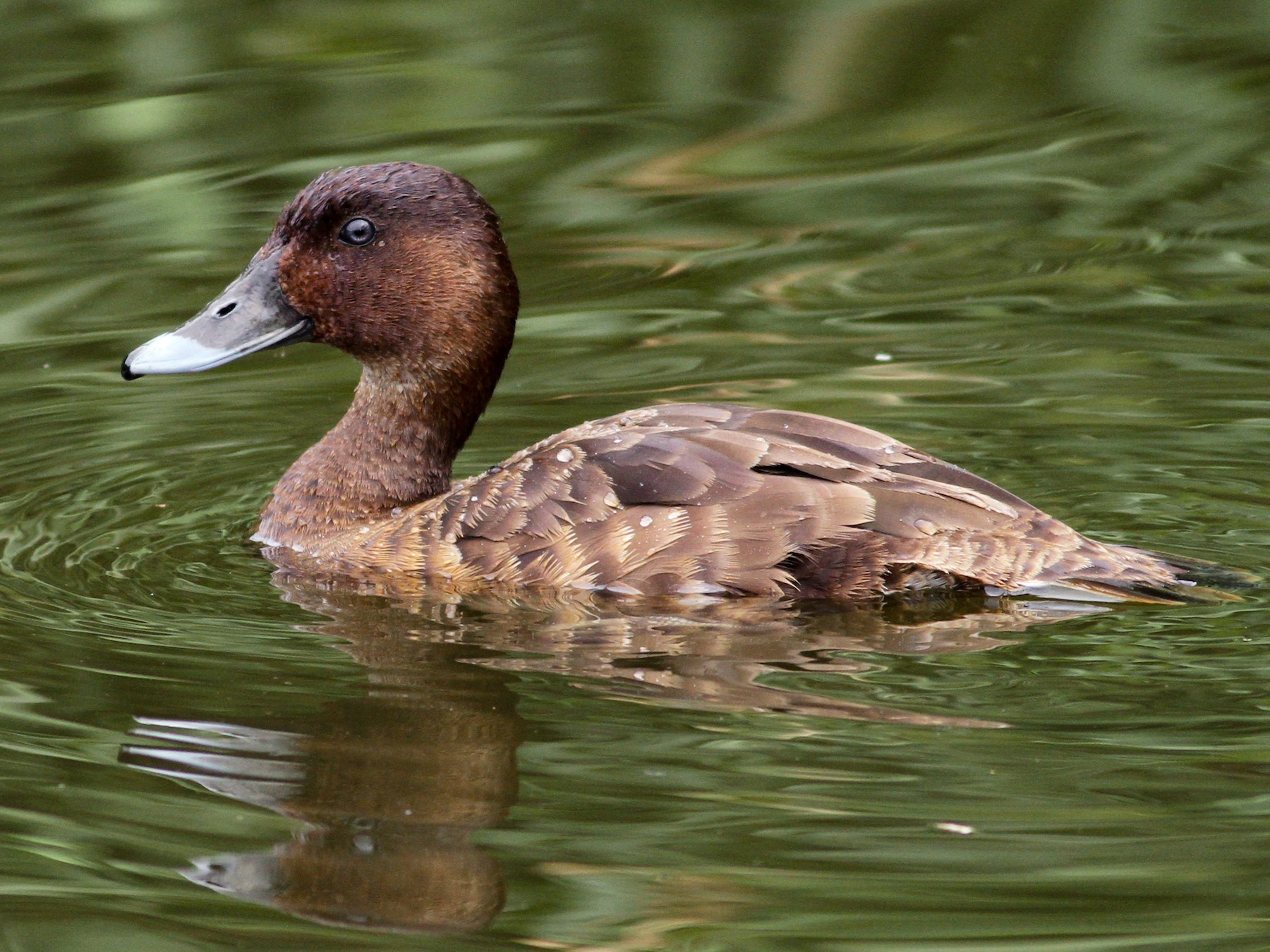 Hardhead Ebird