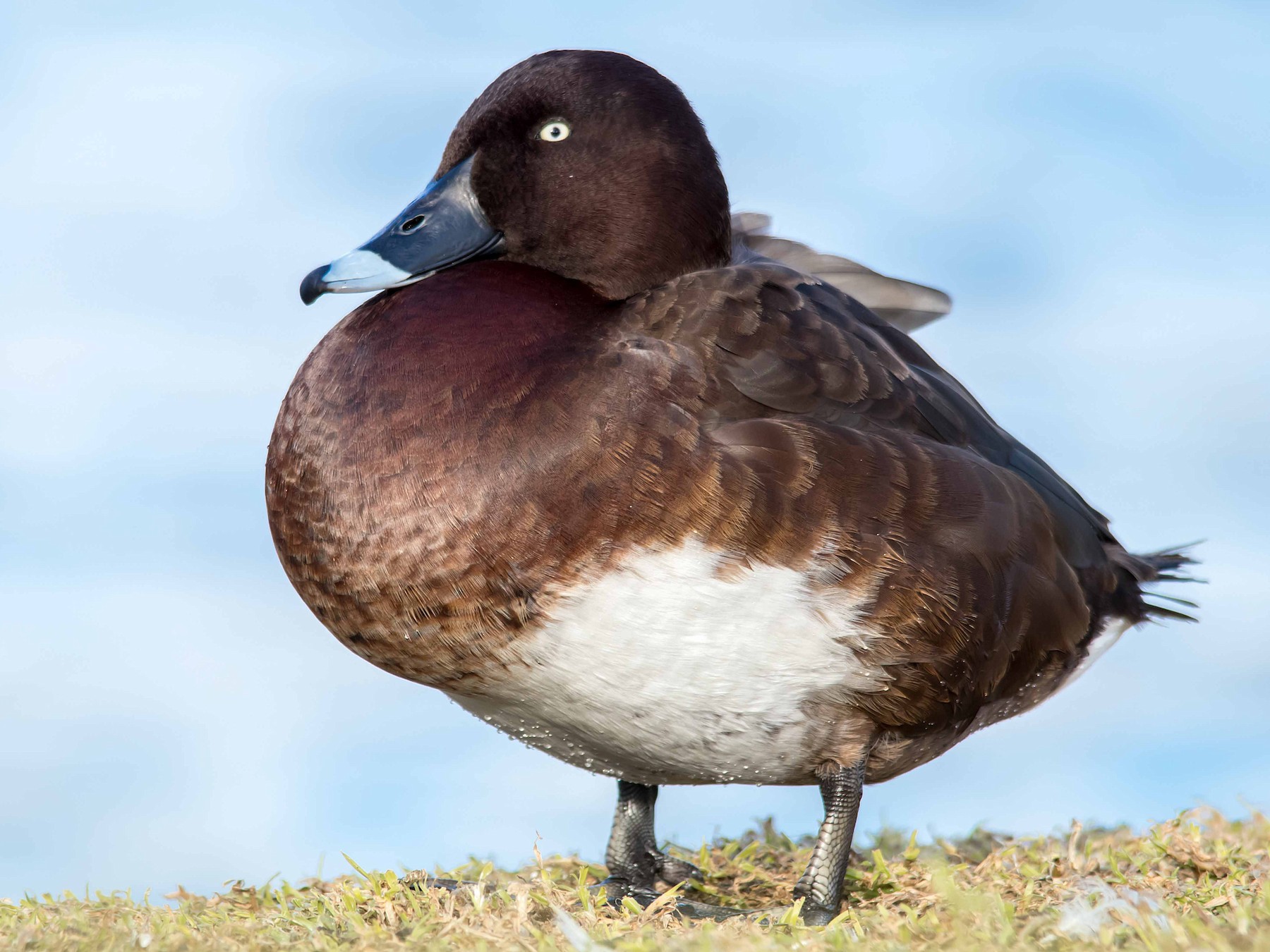 Hardhead Ebird