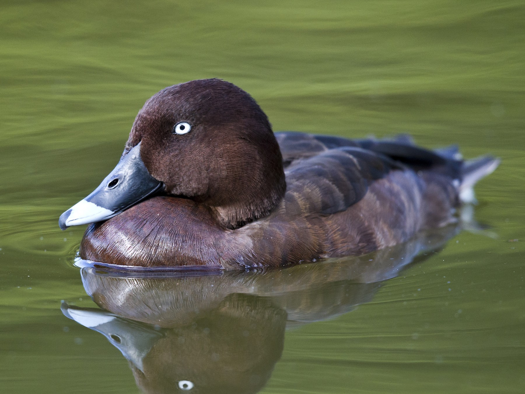 Hardhead Ebird