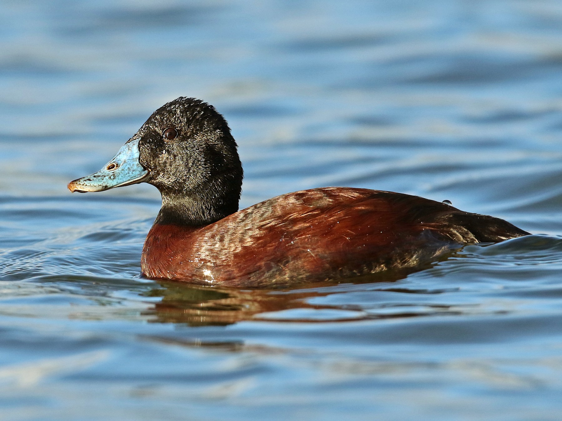 Blue-billed Duck - Luke Seitz