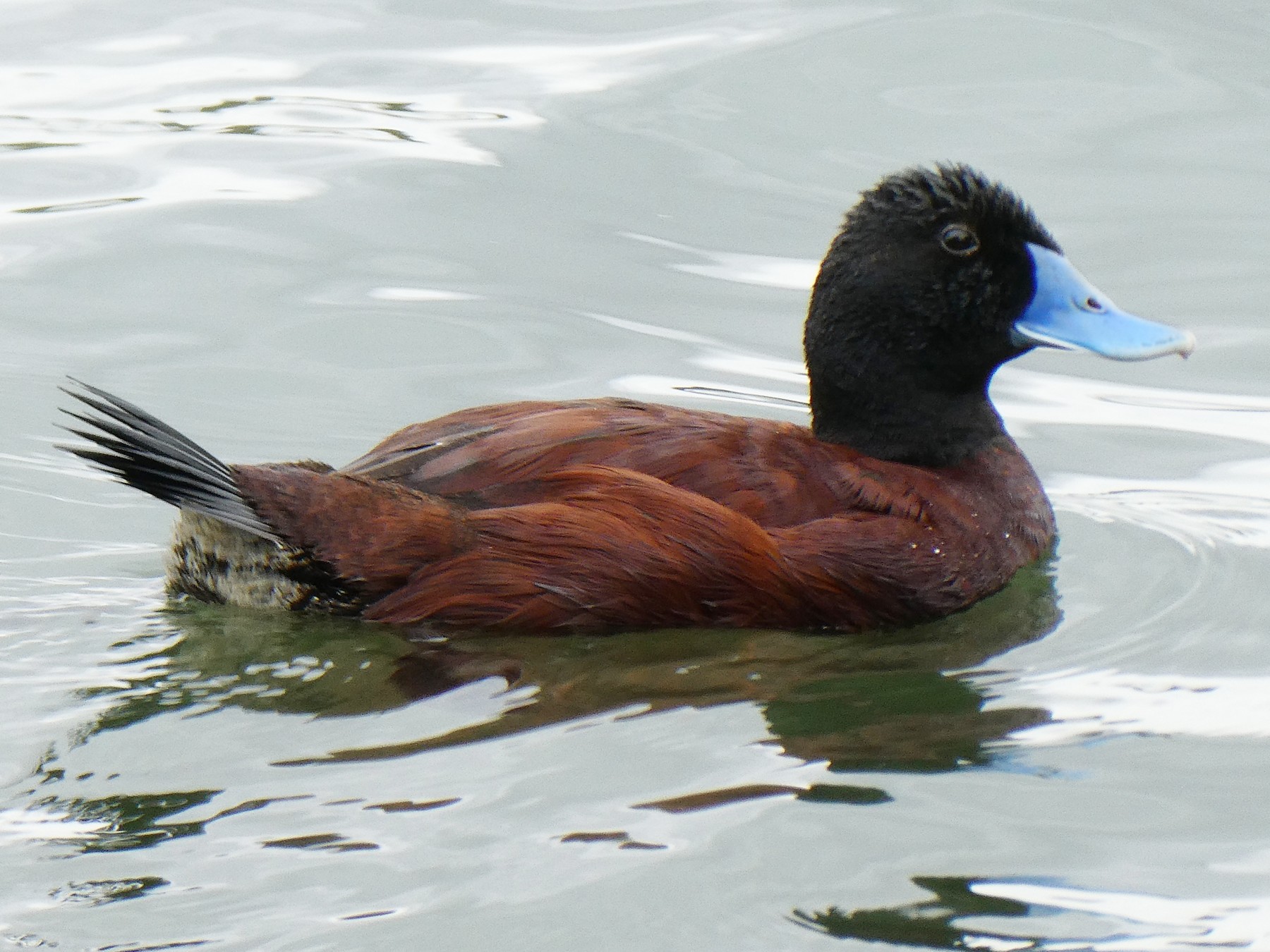 Bluebilled Duck eBird