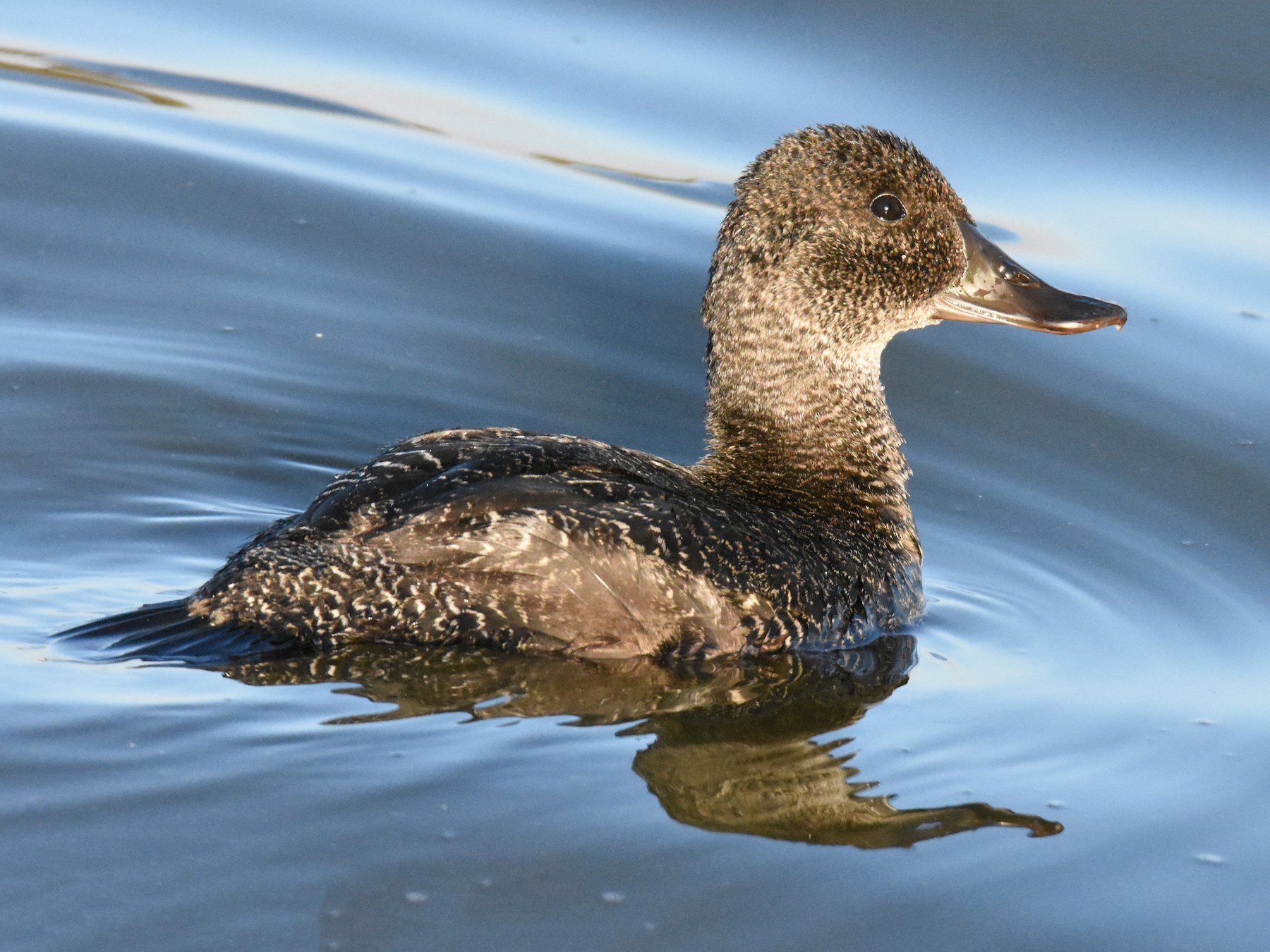 light blue with duck bill