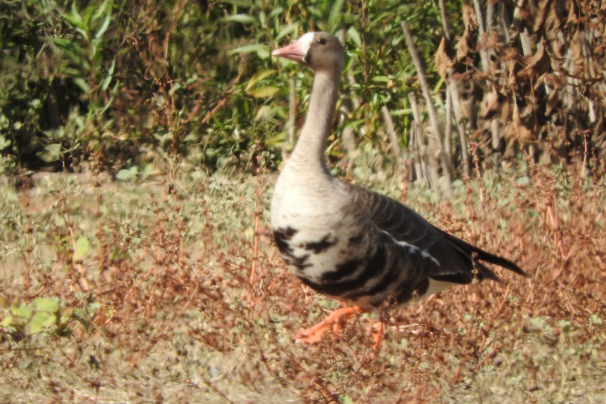Greater White-fronted Goose - ML121406751