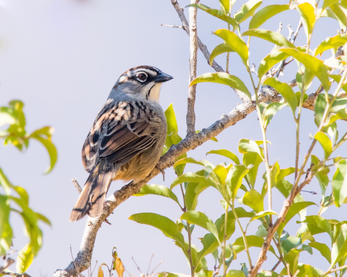 Oaxaca Sparrow - ML121406761