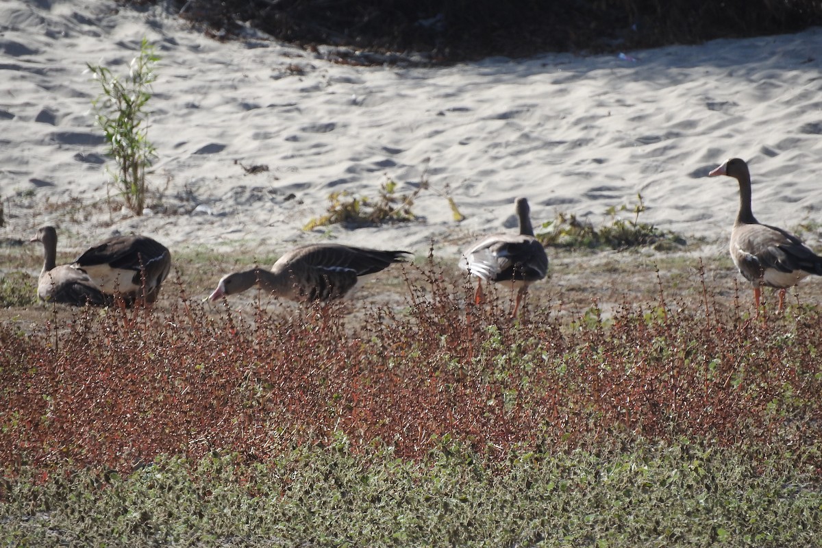 Greater White-fronted Goose - ML121406871