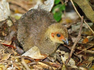 Молодая птица - Illawarra Birders Inc - ML121407261
