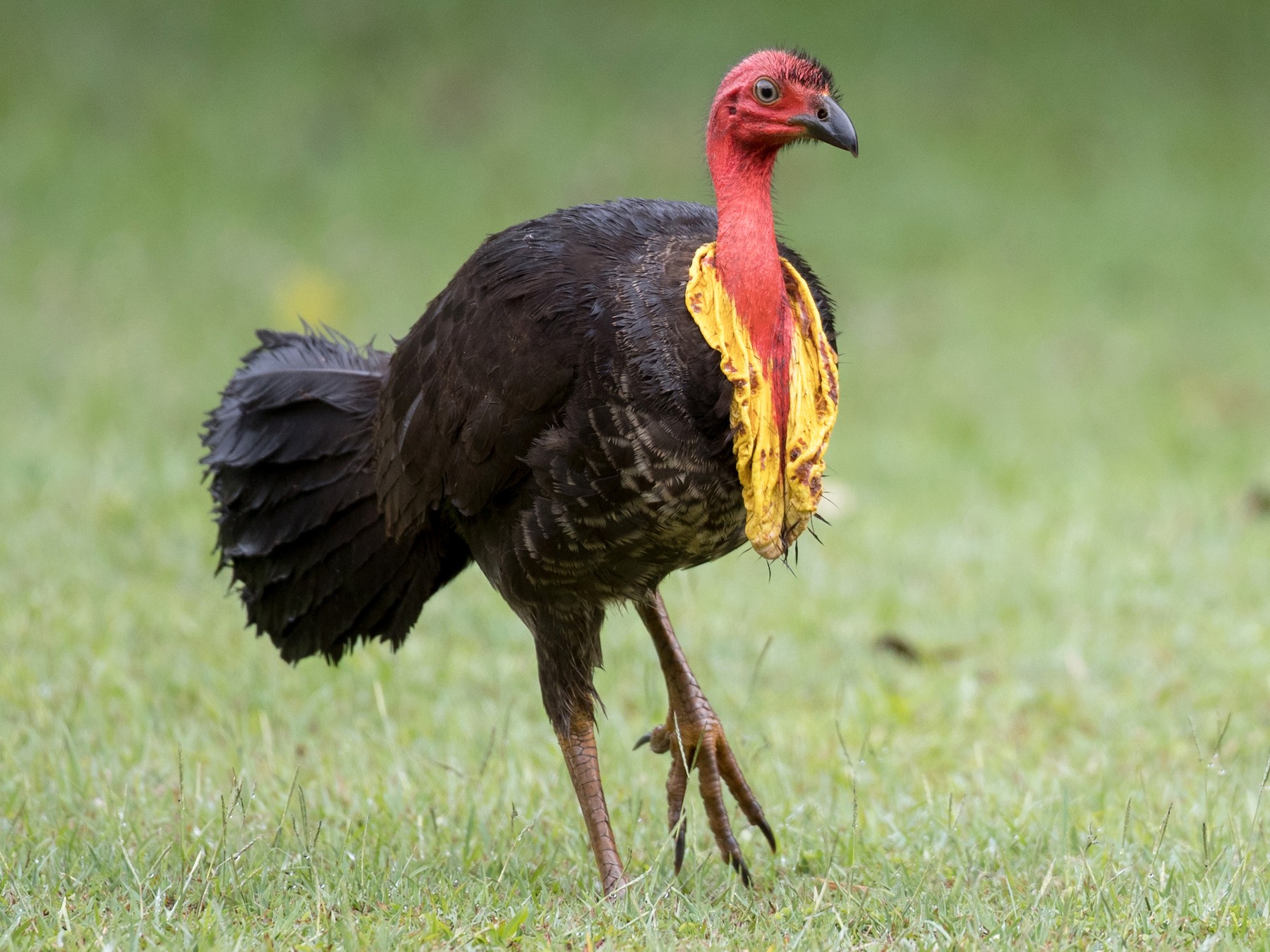 Brushturkey -