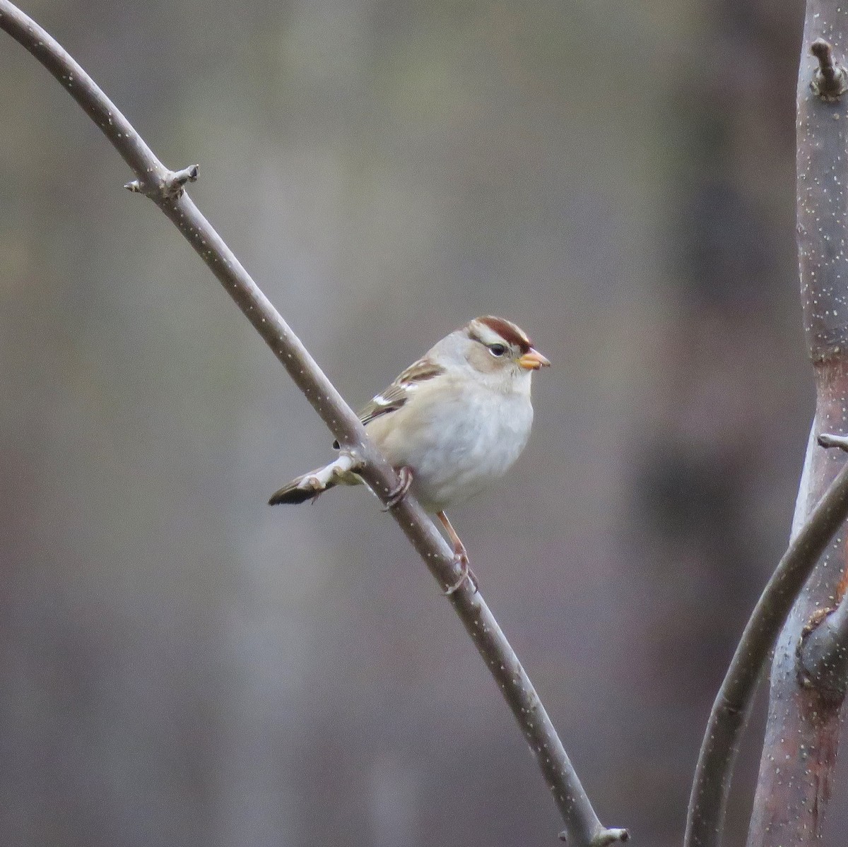 White-crowned Sparrow - Emily Tornga