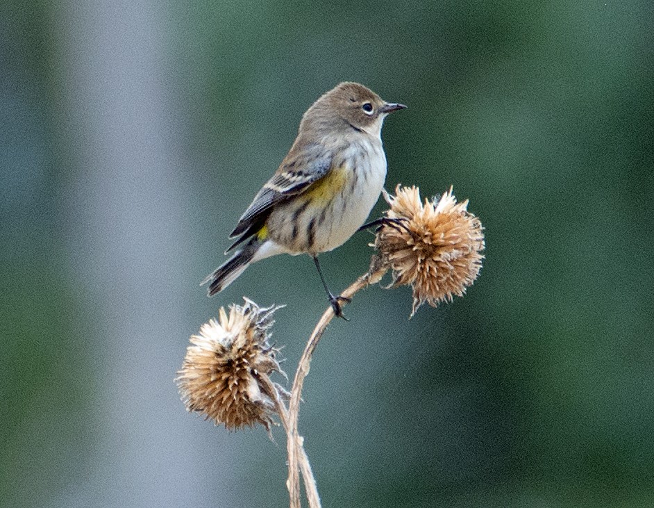 Yellow-rumped Warbler (Myrtle) - Dale Pate
