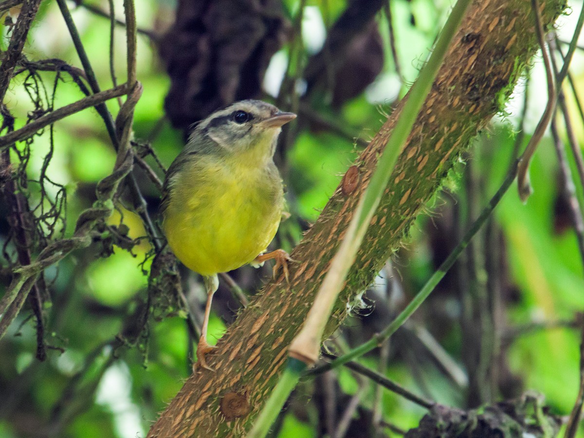 Three-banded Warbler - ML121409551