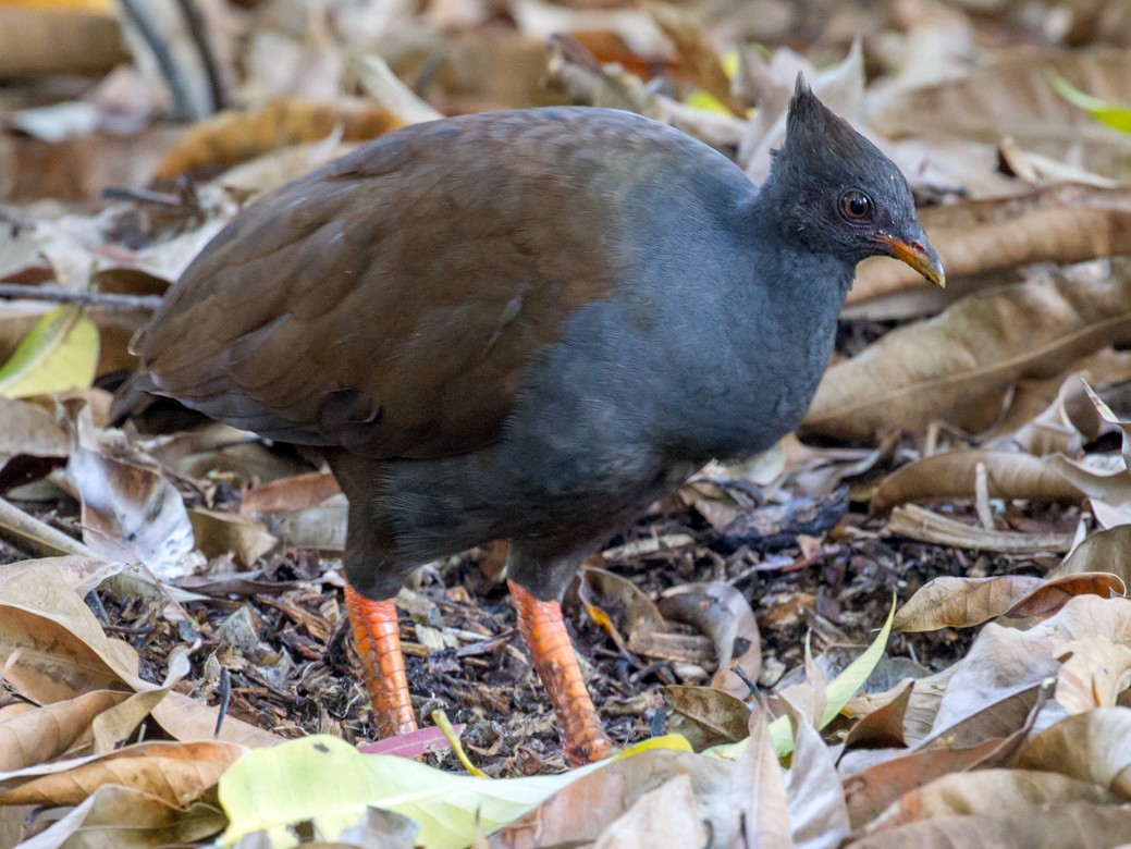 Orange-footed Megapode - Brendan Klick