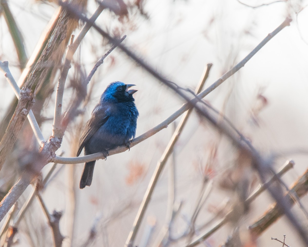 Blue Bunting (West Mexico) - ML121418901