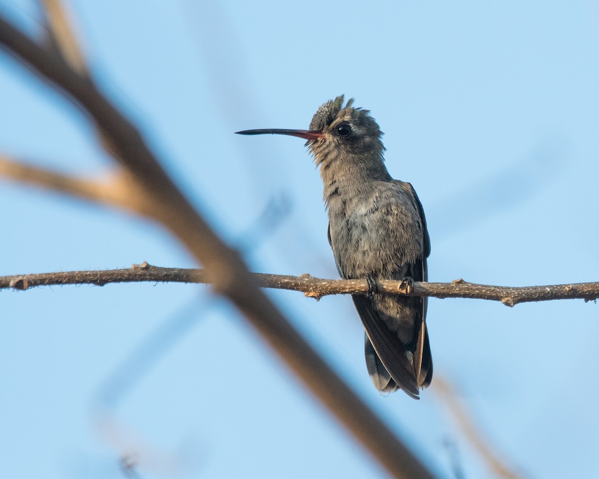 kolibřík aztécký - ML121418951