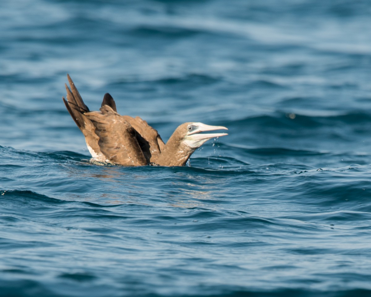 Brown Booby - ML121419801
