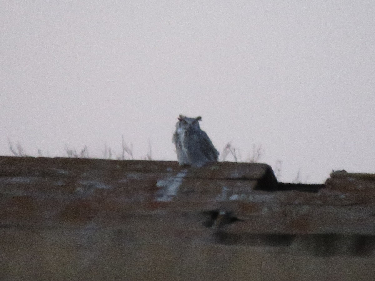 Great Horned Owl - ML121423301