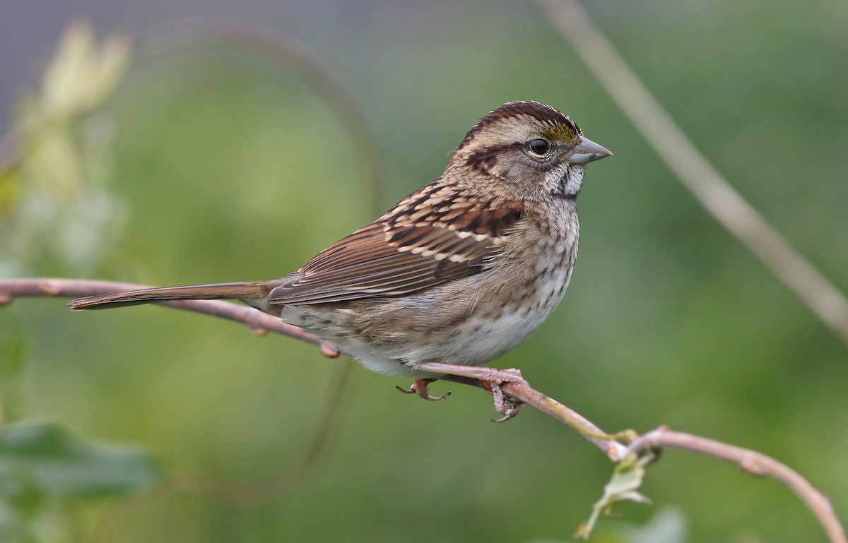 White-throated Sparrow - ML121423461