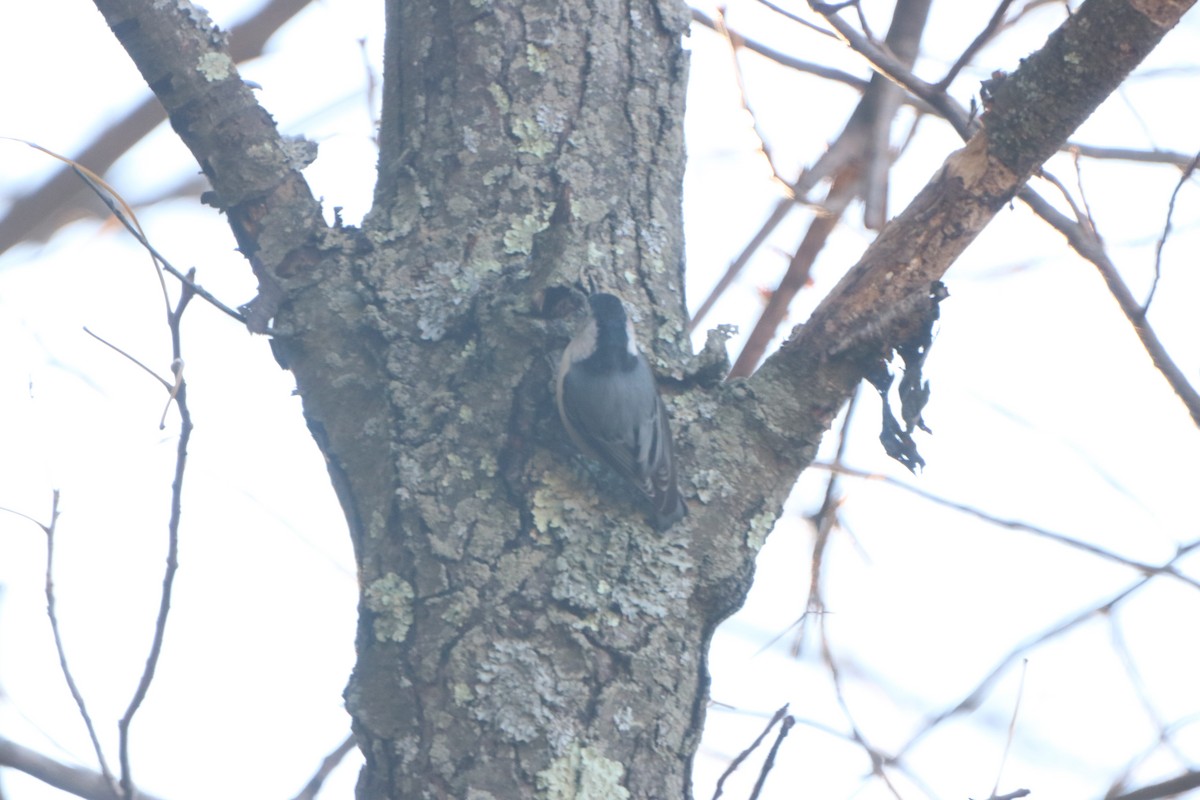 White-breasted Nuthatch - Chris Daly