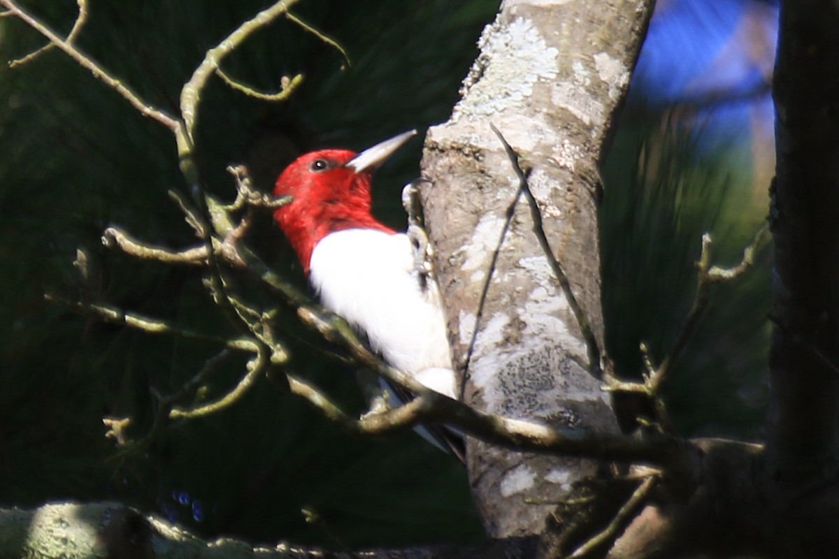 Red-headed Woodpecker - Linda Montgomery