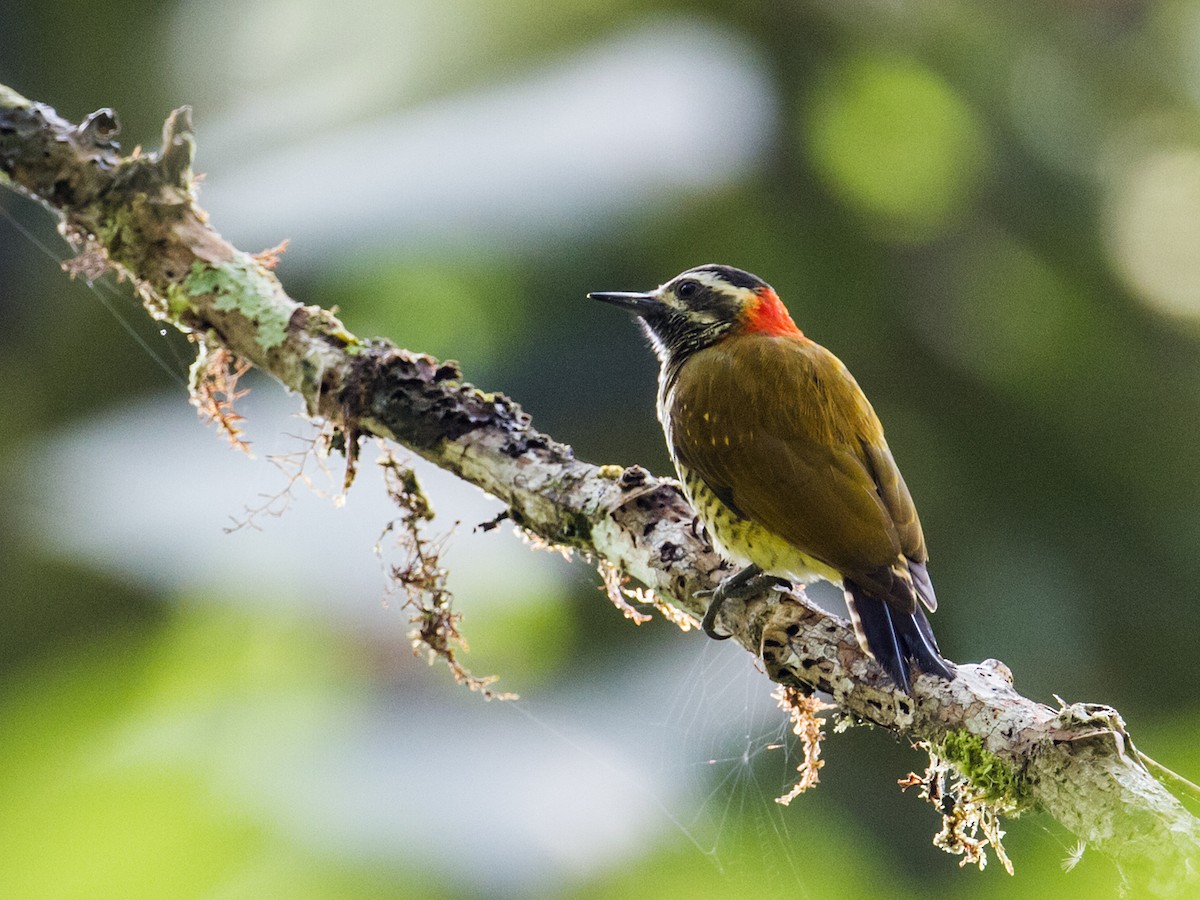Yellow-vented Woodpecker - Nick Athanas