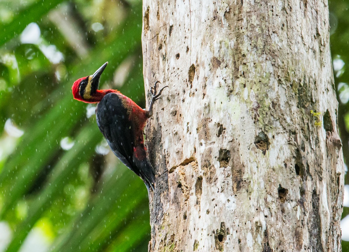 Crimson-bellied Woodpecker (Splendid) - ML121432381