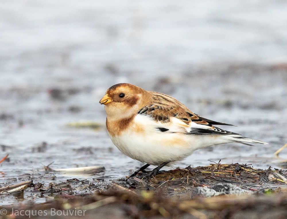 Snow Bunting - Jacques Bouvier