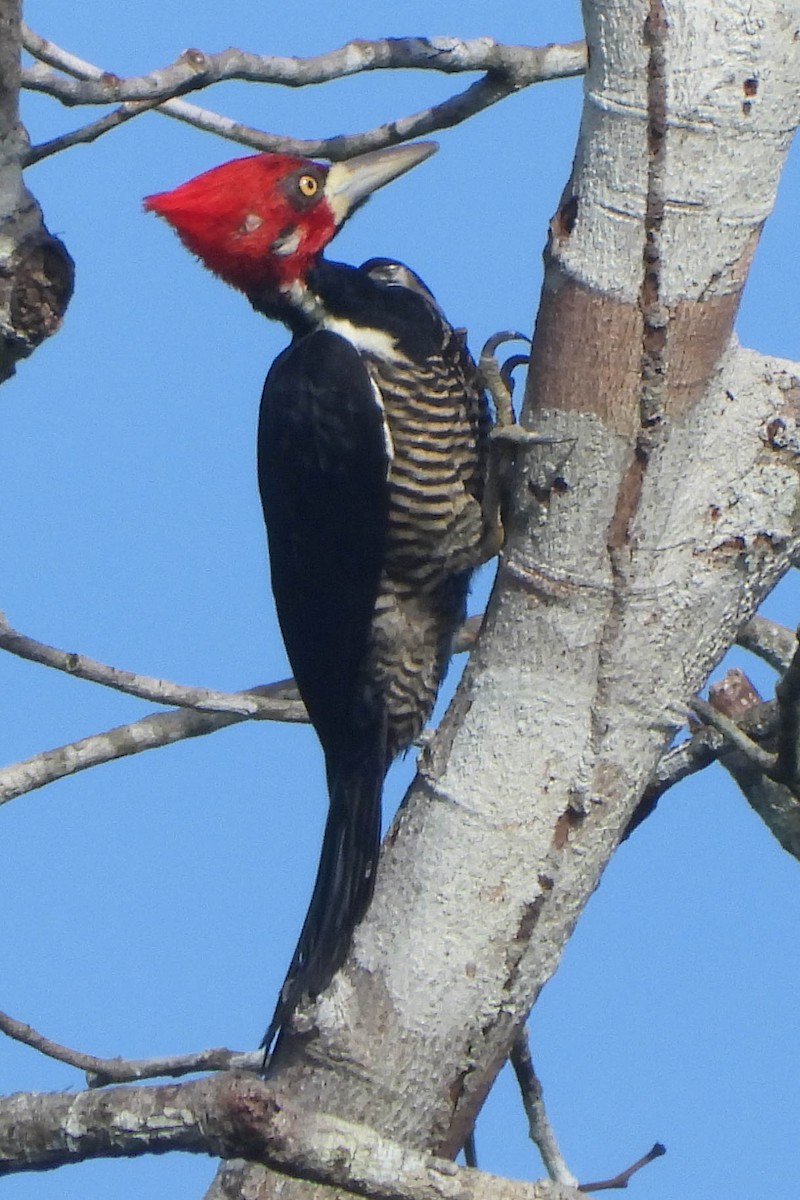 Crimson-crested Woodpecker - Knut Hansen