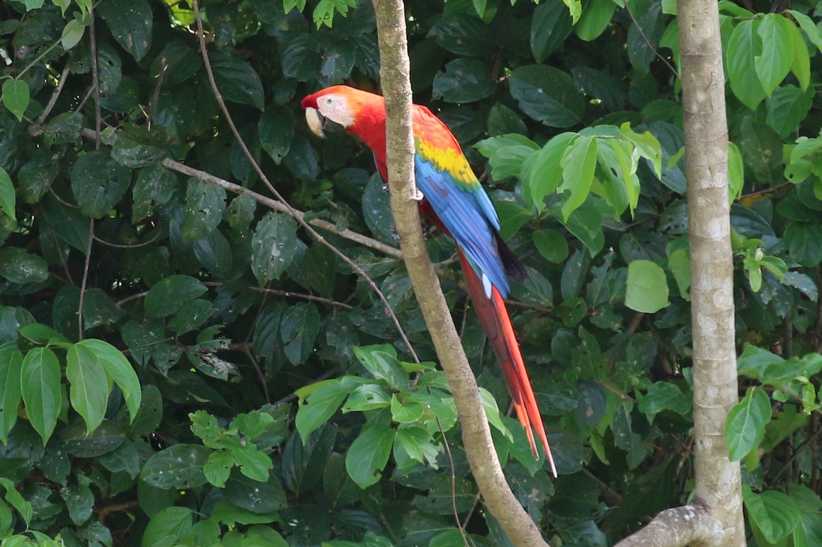 Scarlet Macaw - ML121435071