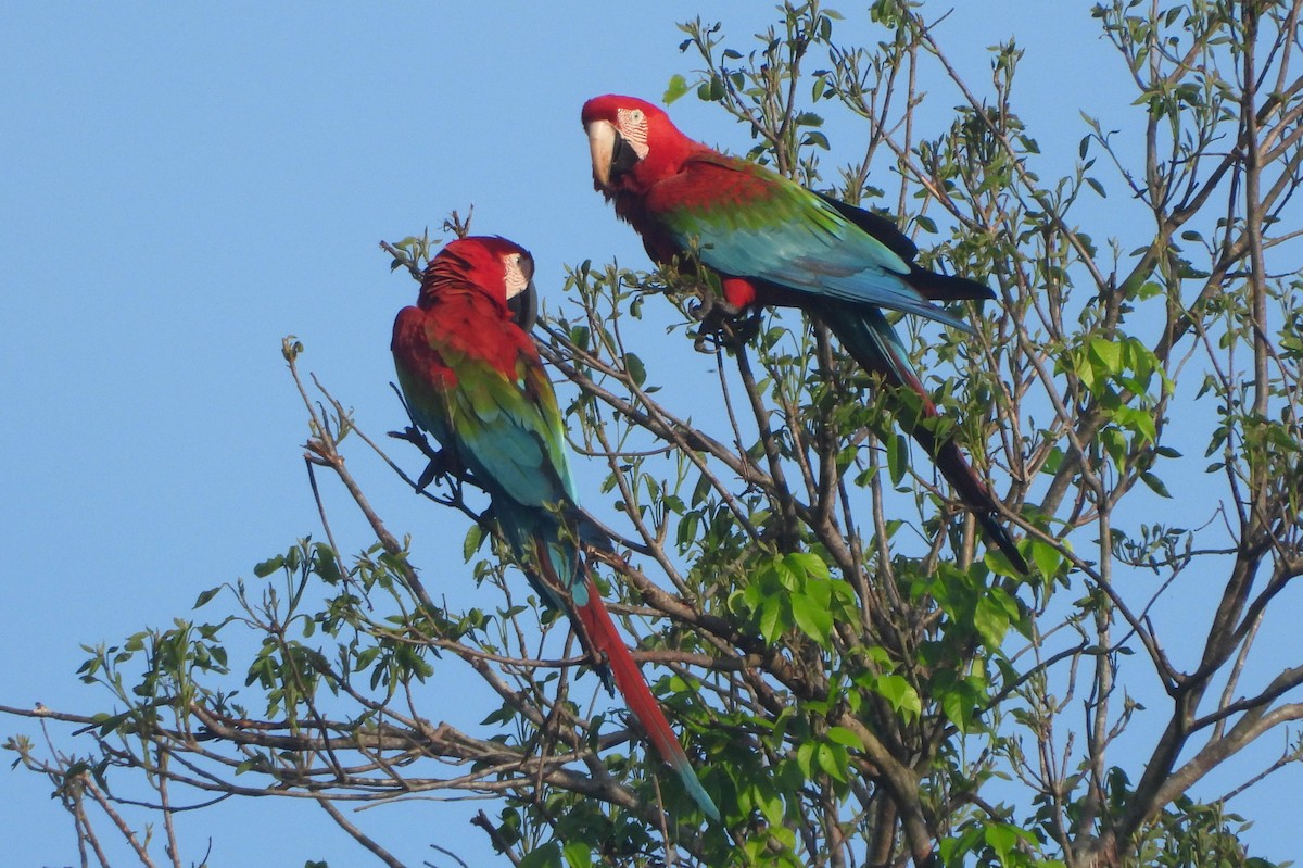 Red-and-green Macaw - Knut Hansen