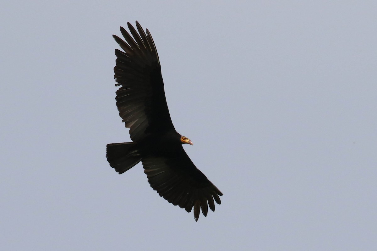Greater Yellow-headed Vulture - Knut Hansen